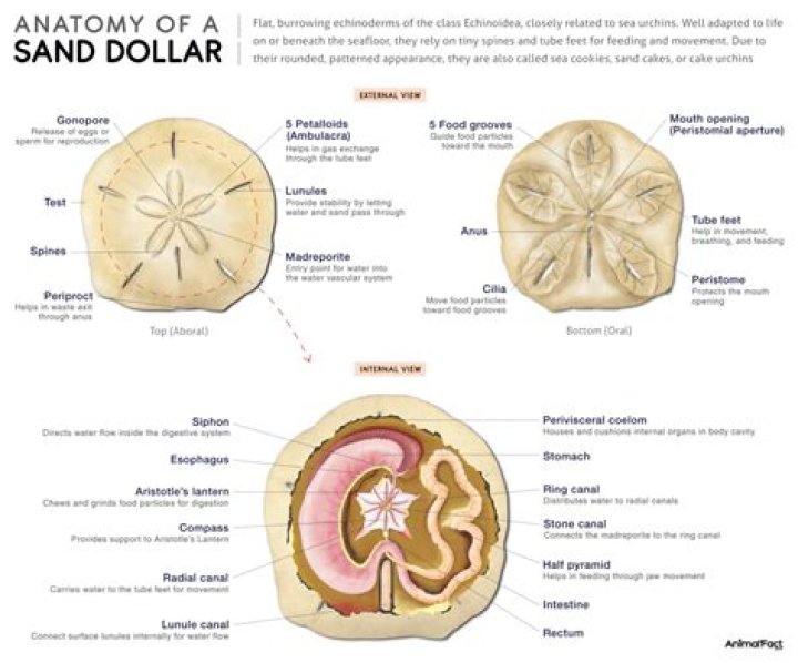 What is inside a sand dollar when you break it open?
