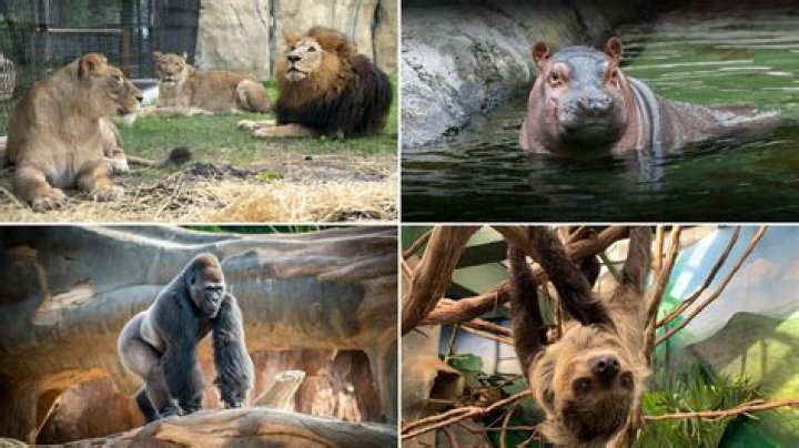 What is plural for zoo?