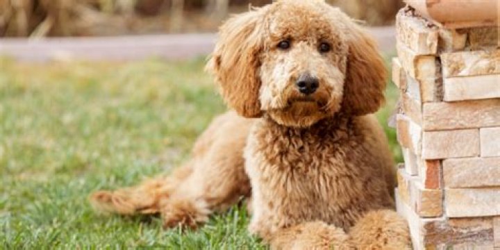 What is the calmest Doodle?