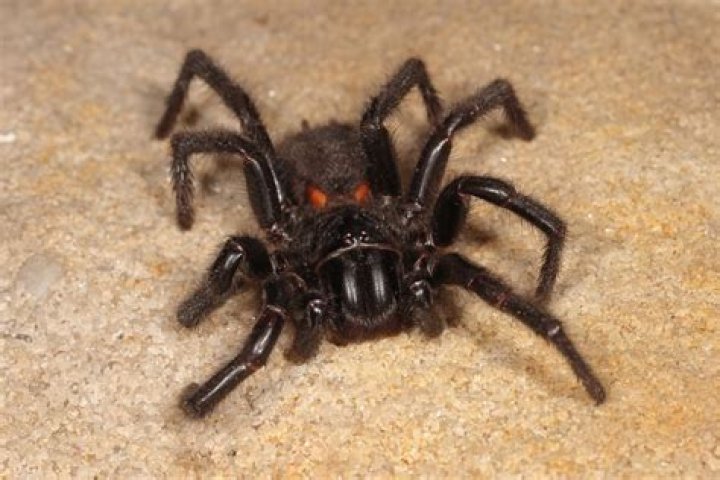 What is the deadliest spider on earth?