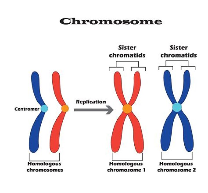 What is the difference between a sister and a nurse?