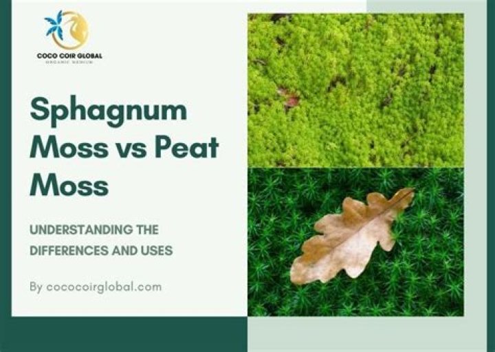 What is the difference between sphagnum moss and peat moss?
