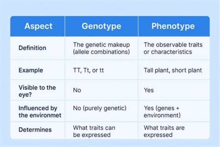 What is the MAOA genotype?