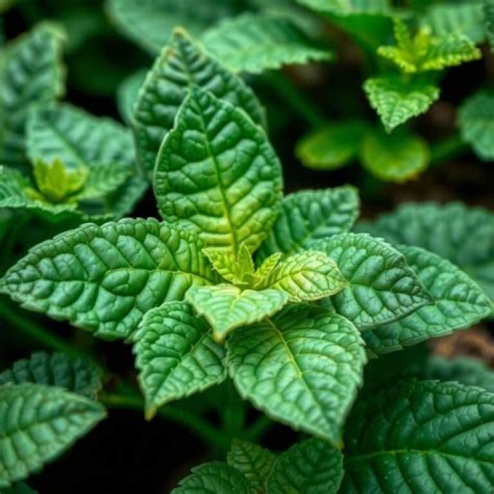 What is the most valuable plant?