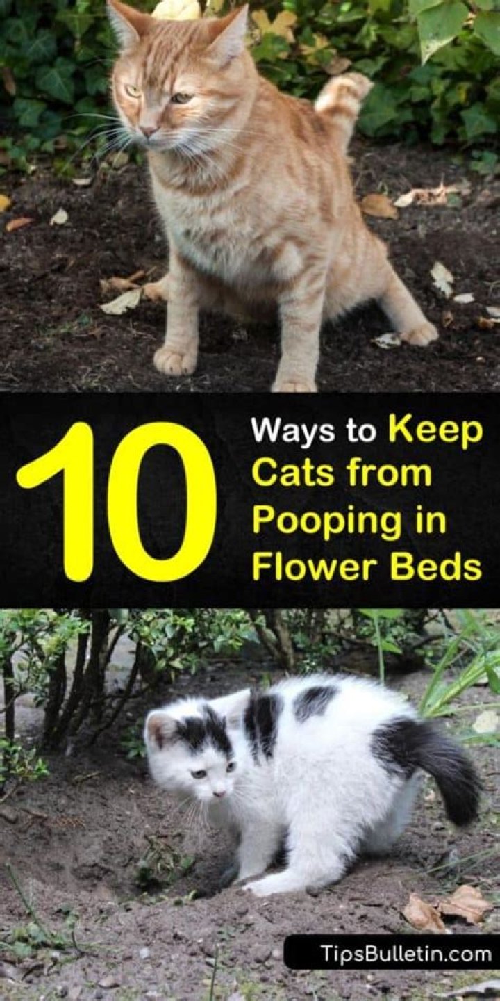 What keeps cats from pooping in flower beds?