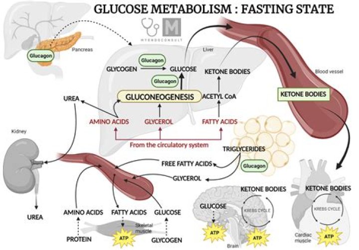What raises metabolism?