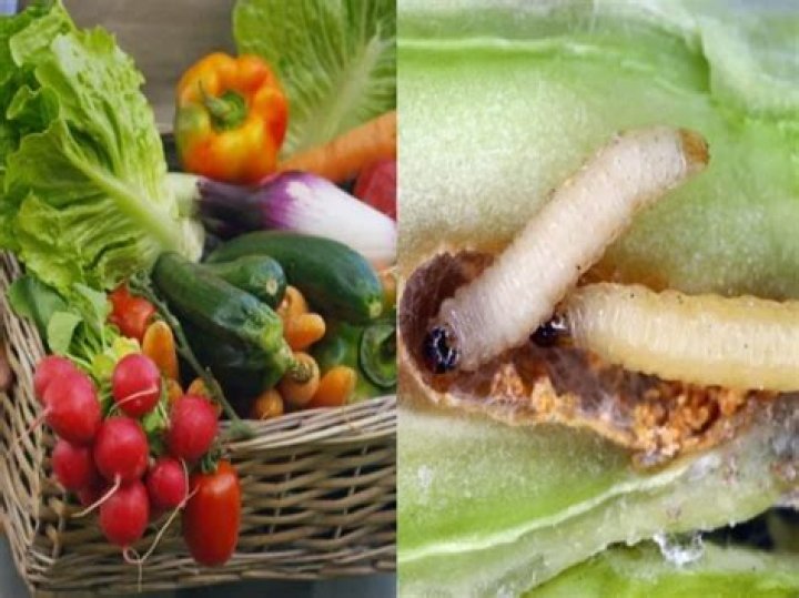 What vegetables carry parasites?