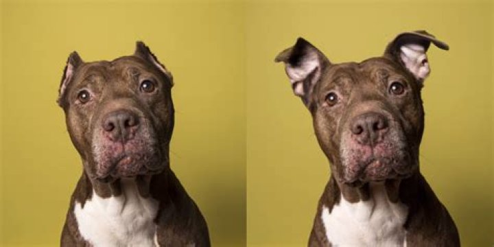 When should I crop my pitbulls ears?
