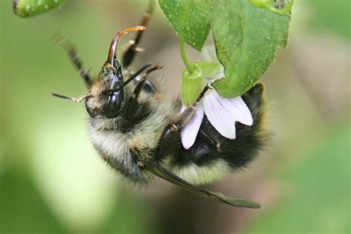 Where do bumble bees go in winter?