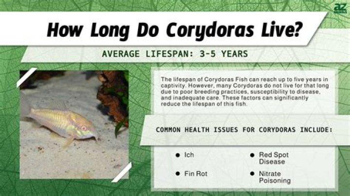 Where do corydoras come from?