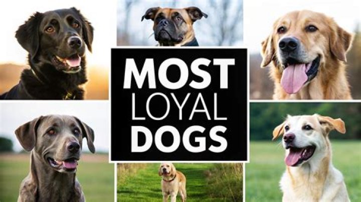Which is the most loyal dog?