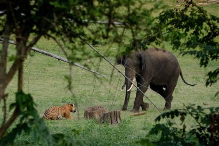 Who wins tiger or elephant?