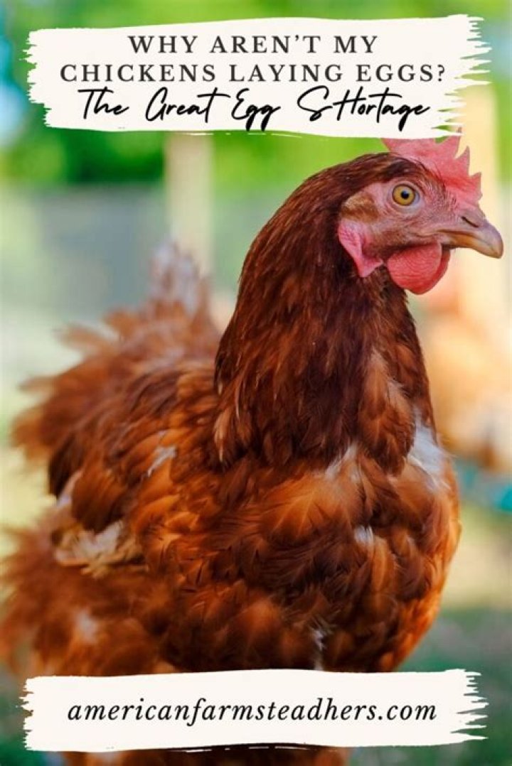 Why are my chickens destroying their eggs?