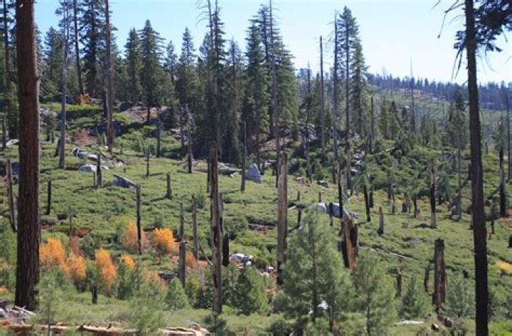 Why are trees dying in California?