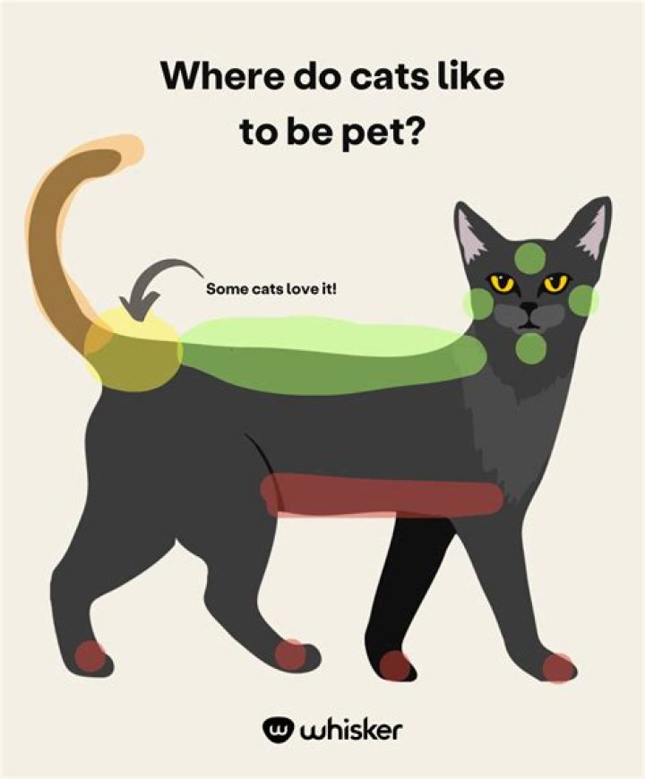 Why do cats like to lick plastic?