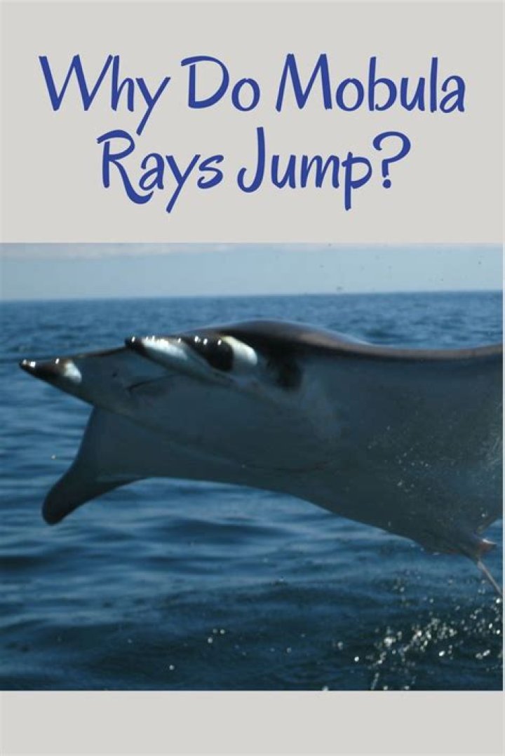 Why do Mobula rays jump?