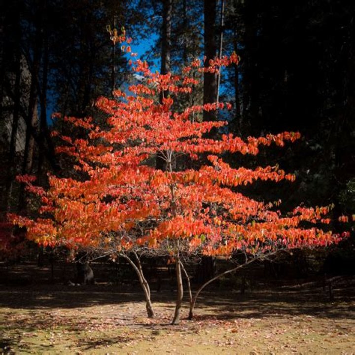 Why do trees turn black?