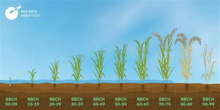 Why does California rice have less arsenic?