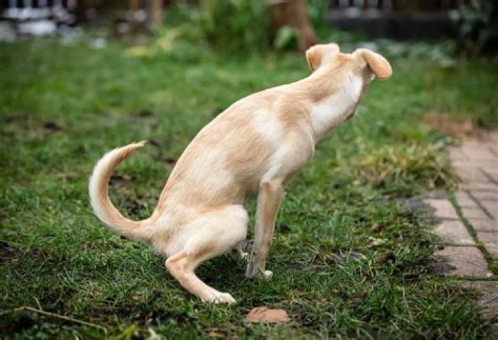 Why does my boy dog pee like a girl?