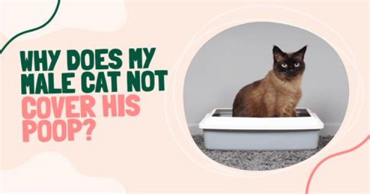 Why does my cat not cover his poop?