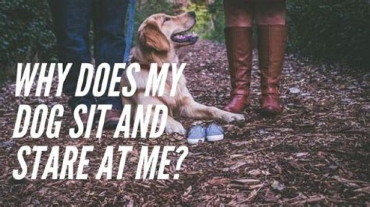 Why does my dog sit between me and my partner?