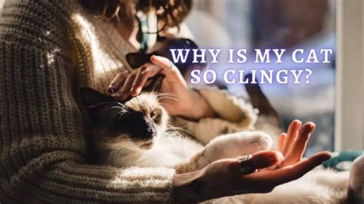 Why is my cat suddenly clingy?
