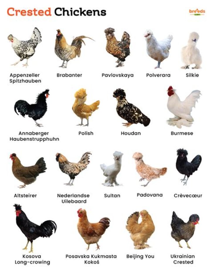 Why is my chickens crest turning black?