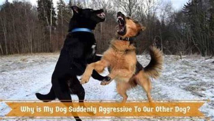Why is my dog suddenly attacking my other dog?