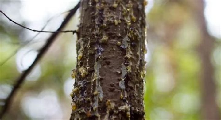 Why is my tree leaking white stuff?