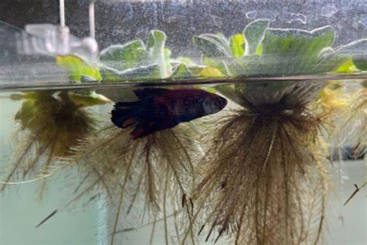 Why is my white betta turning black?