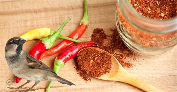 Will chili powder hurt birds?